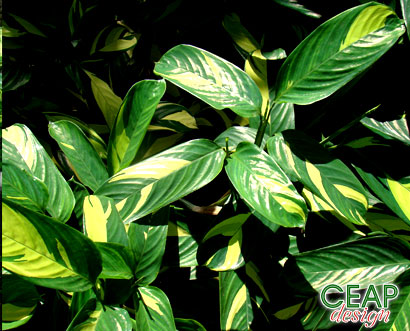 obedience plant,maranta starch, Bermuda,گیاه مطیع
